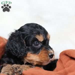 Rainbow, Cavapoo Puppy